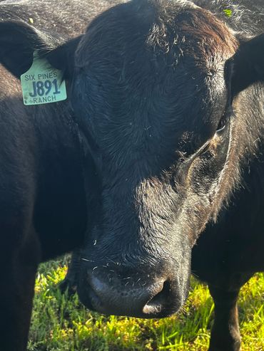 Houdini.  When we weaned him, we moved him about 3 miles away to another pasture.  In 100 degree hea