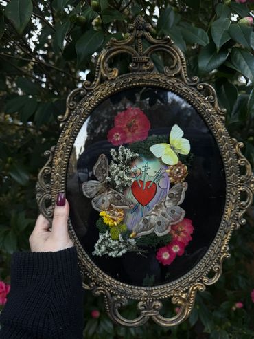 Moth frame made by Boneified oddities in Pensacola, Fl 
