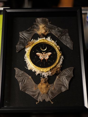Bat frame for sale at fates tattoo in Pensacola,Fl 