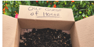 A cardboard box labeled 'Our Guest of Honor' filled with soil.