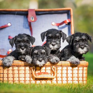 Bild på Dvärgschnauzervalpar i korg