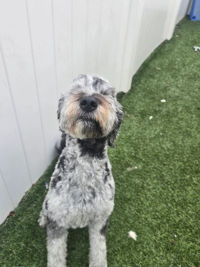 A fluffy gray and black dog sitting on green grass near a white fence.