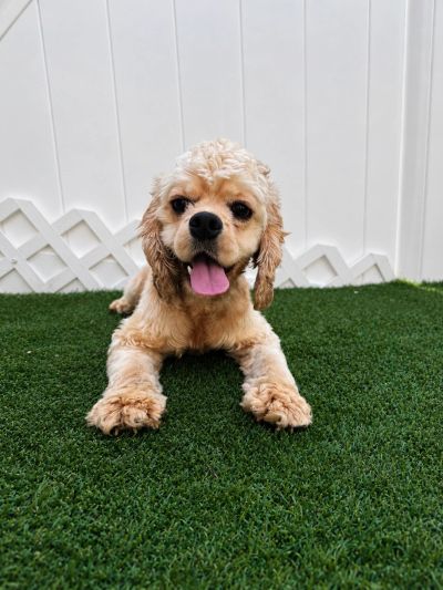 Happy dog lying on green grass with tongue out.