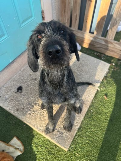 A scruffy black and gray dog sitting attentively outside by a blue door.
