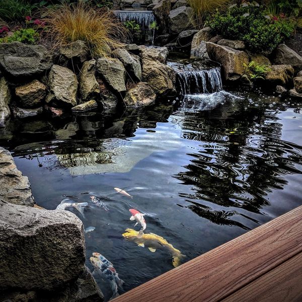 koi pond cleaning