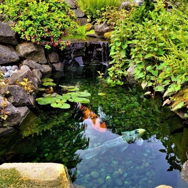 pond maintenance