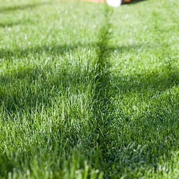 Freshly mowed green grass with clear tire tracks under sunlight.