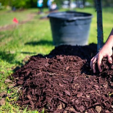 Hands spreading mulch around a young tree in a garden.