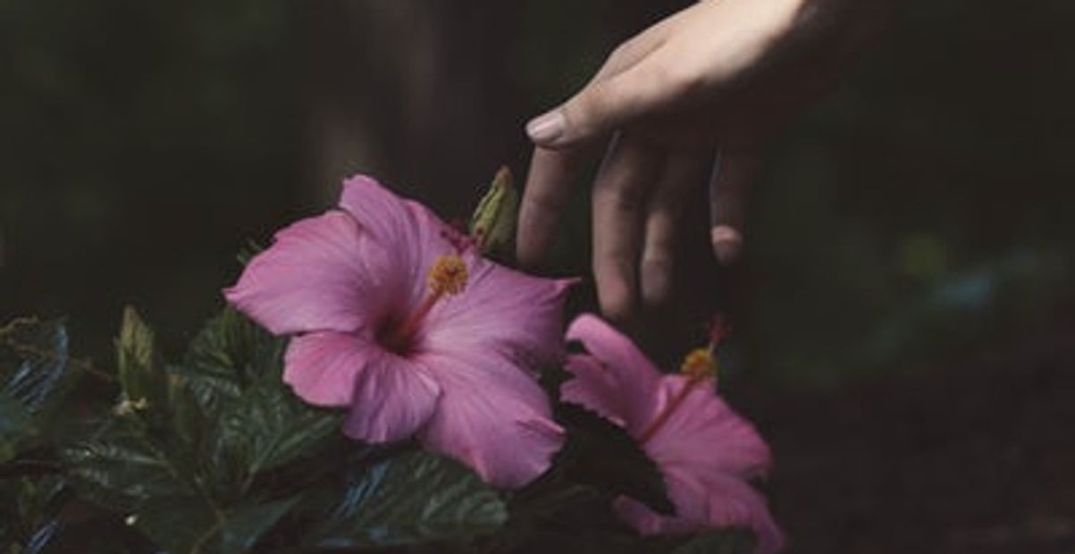 A hand gently touching two pink hibiscus flowers in dim light.