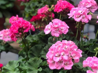 healing vie of flowers and growth 