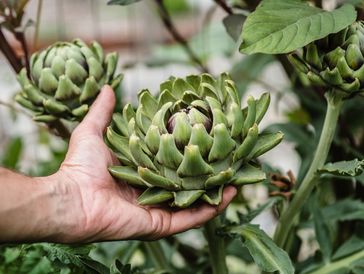 An partially open artichoke in a garden being held by a hand.