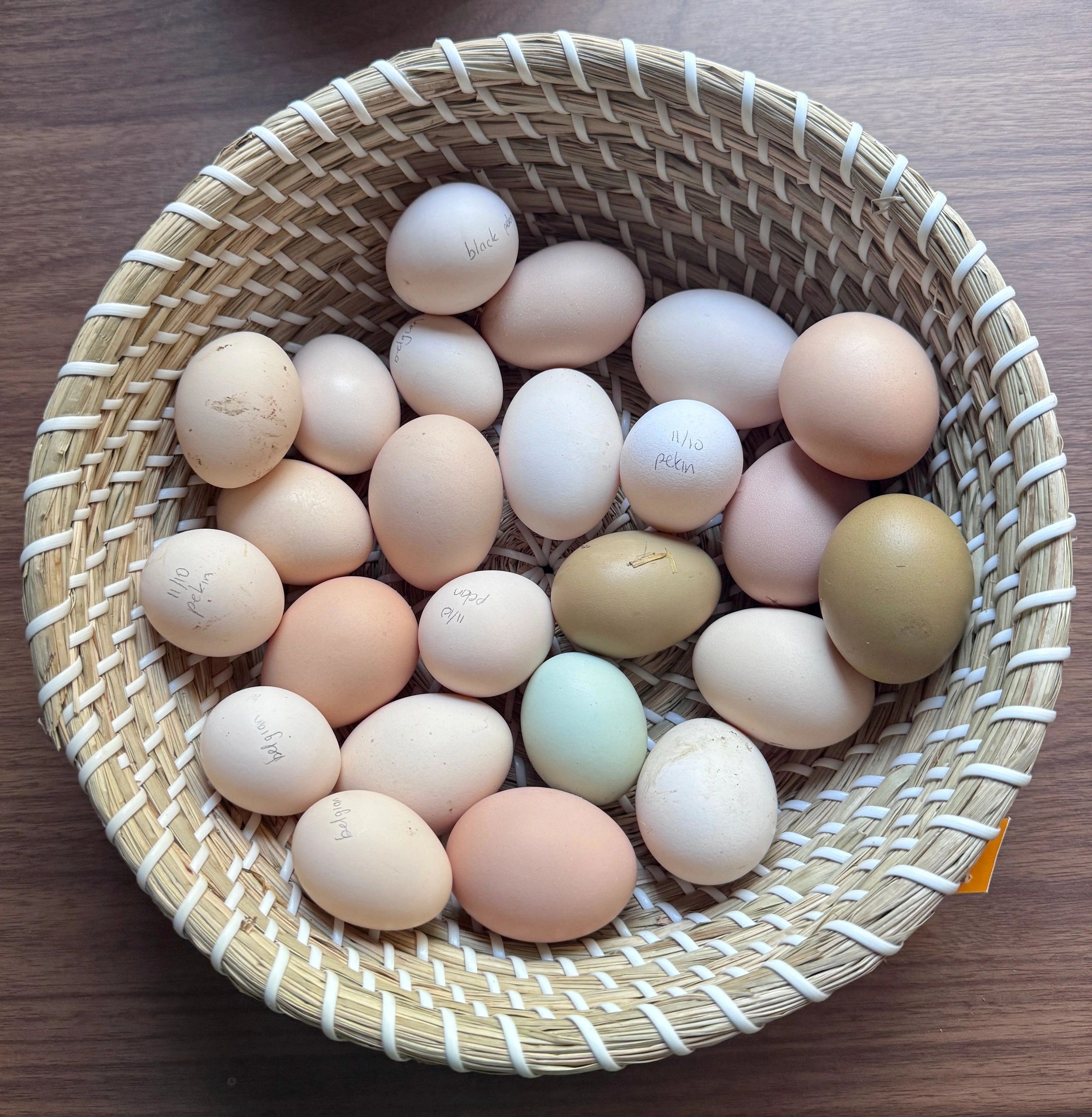 Buy Fertile Eggs for Incubation Online Hooked on Chooks