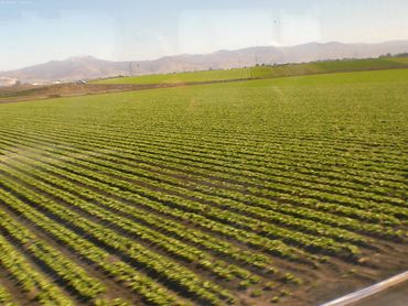 California Fields 