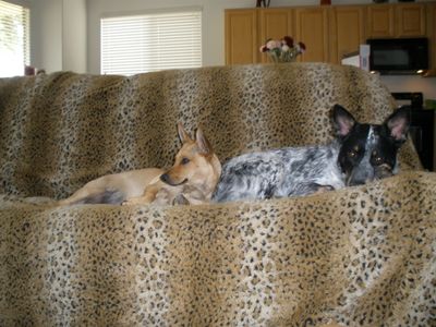 Two dogs laying on a couch