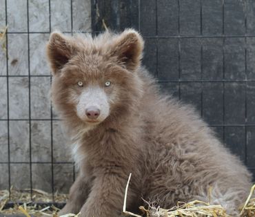 A fluffy brown bear cub with light eyes sitting against a wire fence.