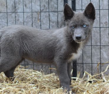 A gray dog with striking blue eyes standing on straw inside a fenced area.