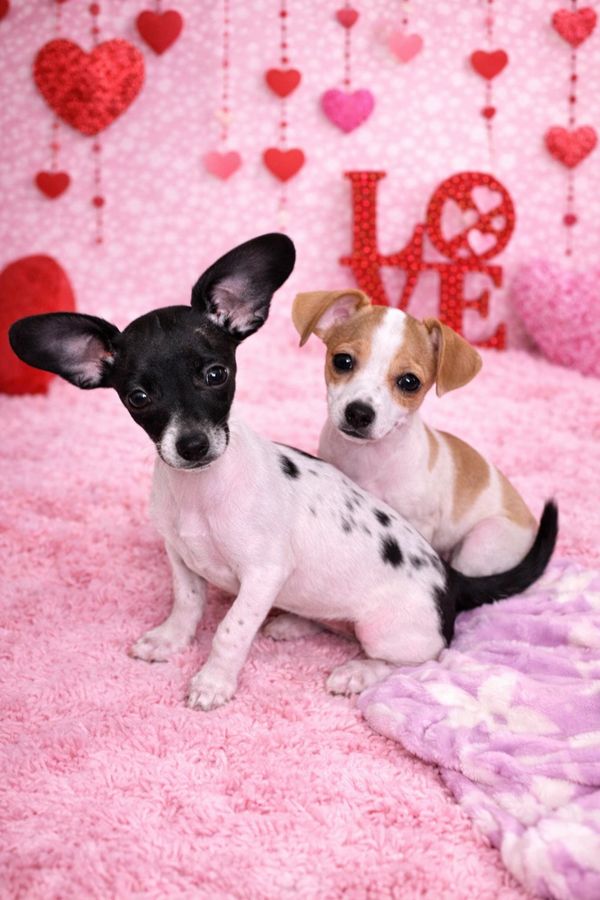 Two adorable puppies sitting on a pink carpet with heart decorations and a LOVE sign behind them.