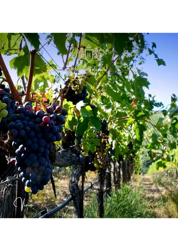 Clusters of ripe grapes hanging on a sunny vineyard row with green leaves.