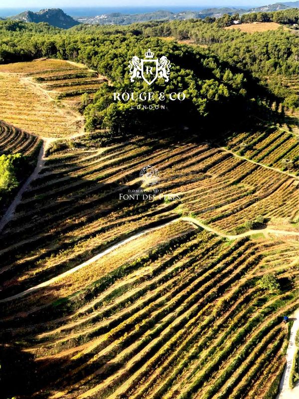 Aerial view of terraced vineyard fields with forested hills in the background.