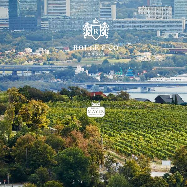 Lush vineyard with city skyline in the background.