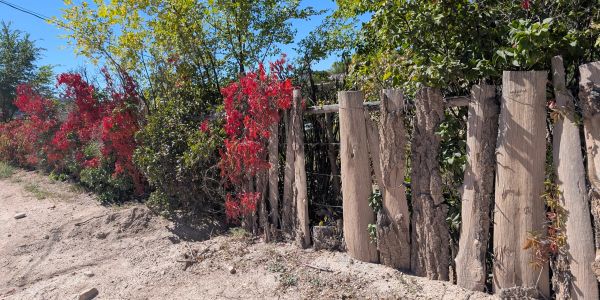 Rustic wooden fence with red and green foliage.