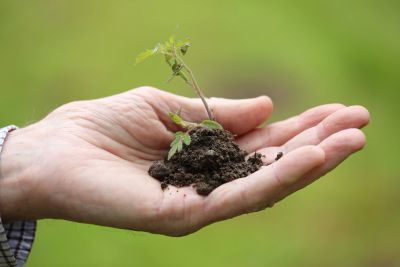 Hand holding a small plant seedling with soil.
