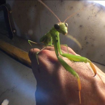 A close-up of a green praying mantis on a person's hand indoors.