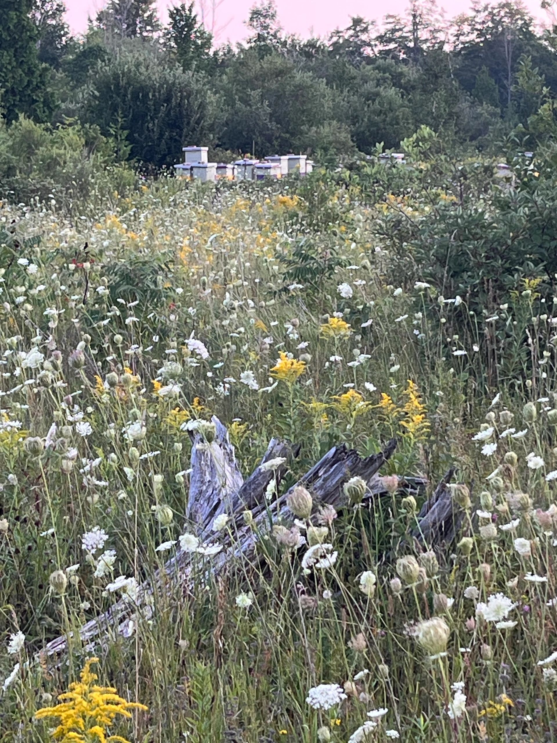 Wildflower meadow with scattered old wood and beehives in the background.