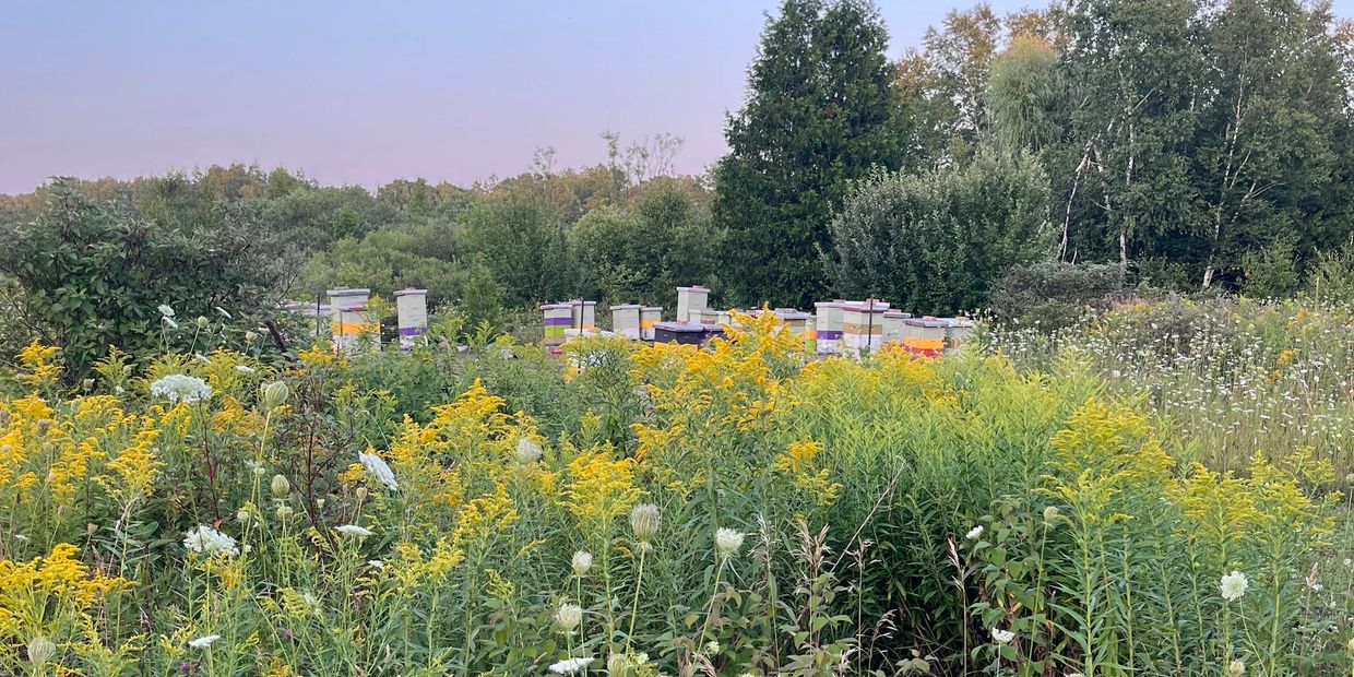 Wildflower meadow with beehives under a clear blue sky.
