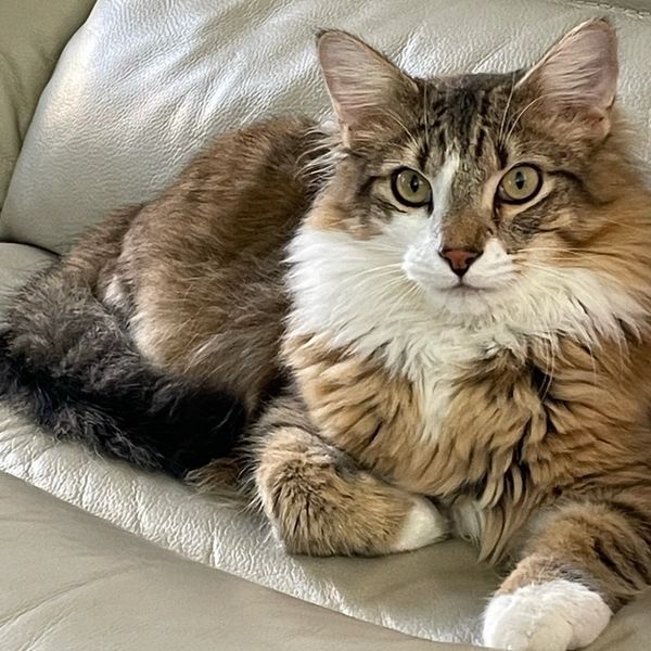Photo of Rusty
