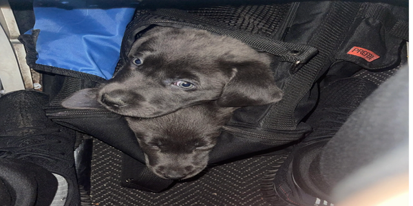 Two black puppies peeking out of a black bag on a car floor.