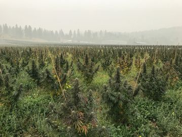 A field of hemp in British Columbia, Canada
