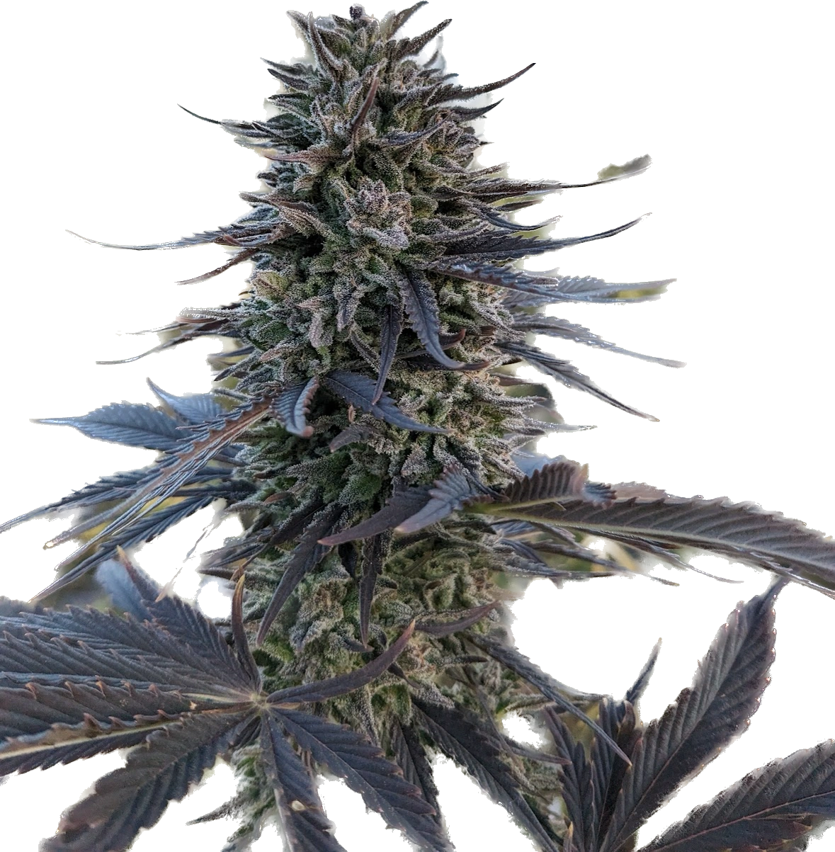 Chola flowering head. Chola is available as feminized certified hemp seed in Canada. Chola is  high-