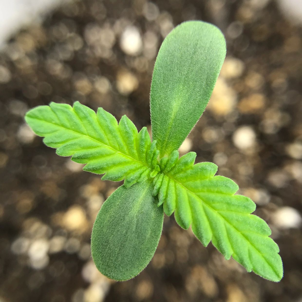 Top view close-up of a single young Chola seedling