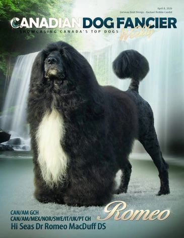 A black dog with a white chest stands majestically before a waterfall on a magazine cover.