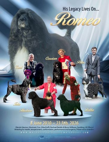 Tribute to Romeo's legacy with his dogs and handlers showcased.