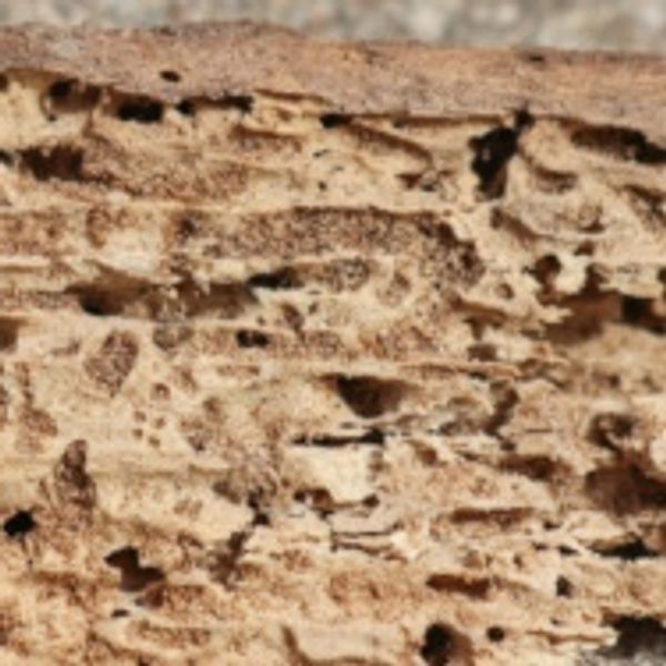 Close-up of wood damaged by termites showing holes and tunnels.