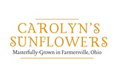 Carolyn's Sunflowers