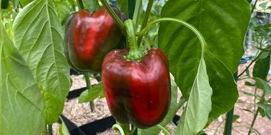Two ripe red bell peppers growing on a plant outdoors.