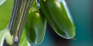Close-up of two green jalapeño peppers on a plant.