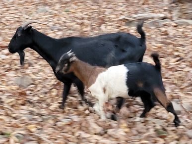 Tri colored doeling only for sale. $250.00 