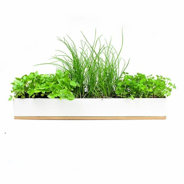 Urban Greens - Organic Windowsill Grow Kit (Micro-Herbs)