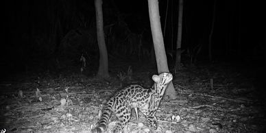 A wild civet in a forest at night.