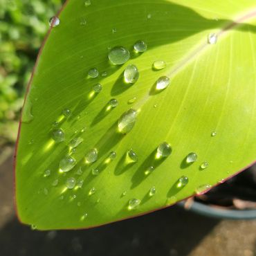 Water droplets on a bright green leaf in sunlight.