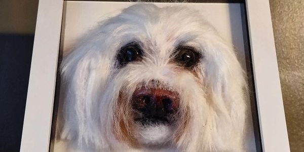 A needle felted Bichon Frise pet dog portrait 