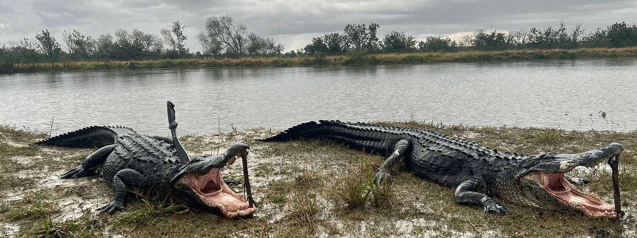 Two impressive alligator catches proudly displayed on the banks at Fla Gator Hunts in Florida