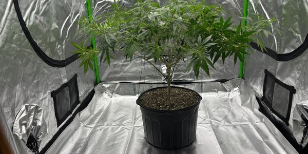 Here at FlowerGuy315, we will teach you the step by step process of growing a healthy cannabis plant