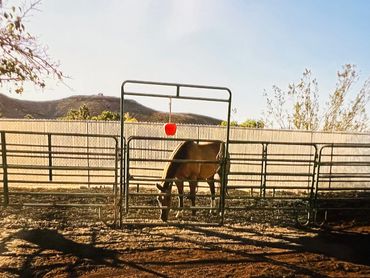 Horse corrals. Custom built. Henderson, Las Vegas, Boulder City, North Las Vegas