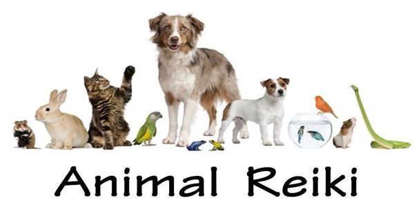 A wide array of animals e joy Reiki too: birds to cats, dogs to horses, lizards to farm animals. 