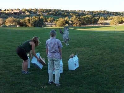 Two owls are released onto the 9th hole of the Sunset course.